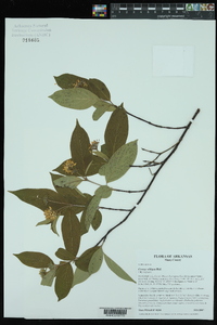 Cornus obliqua image