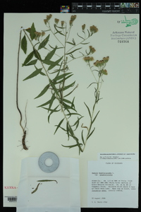 Brickellia eupatorioides var. eupatorioides image