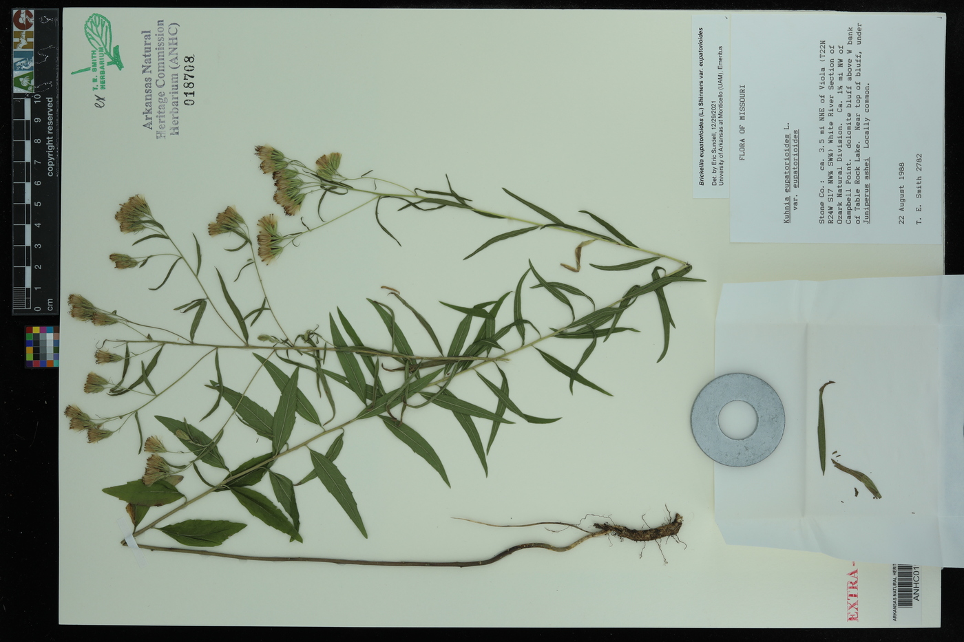 Brickellia eupatorioides var. eupatorioides image
