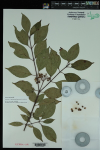 Cornus foemina image