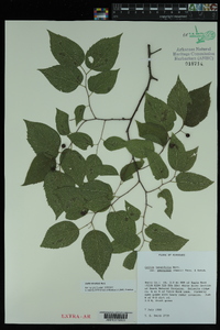 Celtis tenuifolia image