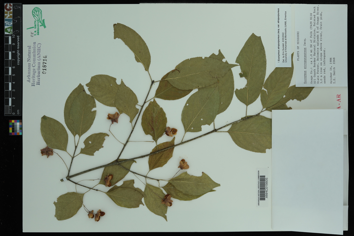 Euonymus atropurpureus var. atropurpureus image