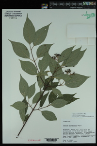 Cornus drummondii image