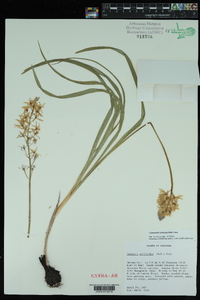 Camassia scilloides image