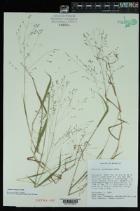 Kellochloa verrucosa image