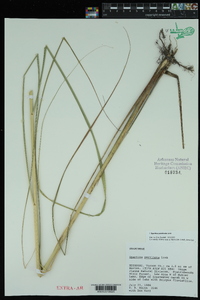 Spartina pectinata image