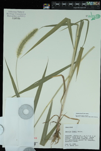 Setaria faberi image