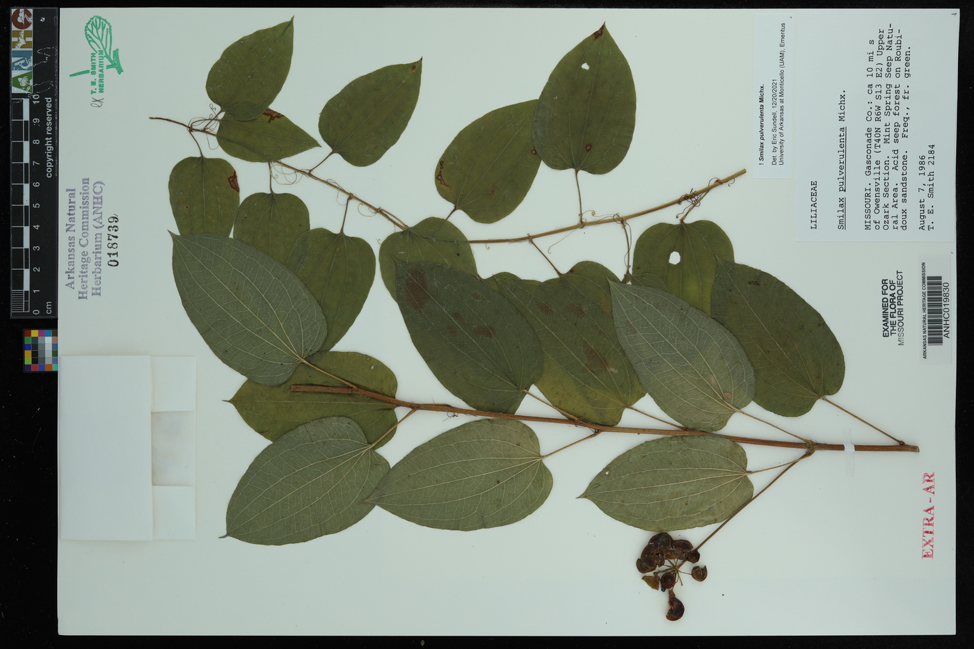 Smilax pulverulenta image