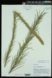 Liatris pycnostachya image