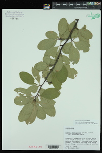 Sideroxylon lanuginosum image