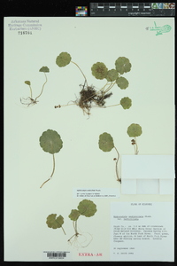 Hydrocotyle verticillata image