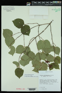 Viburnum rafinesqueanum image