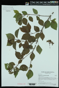 Viburnum dentatum var. lucidum image