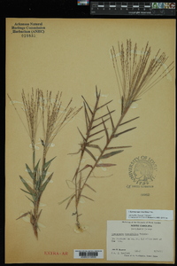 Gymnopogon brevifolius image