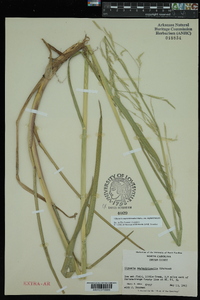 Glyceria septentrionalis image