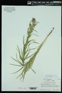 Liatris squarrosa image