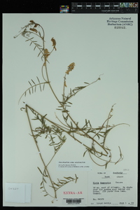 Vicia villosa subsp. varia image