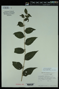 Lithospermum latifolium image