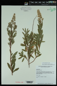 Spiraea alba image