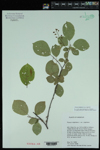 Prunus virginiana var. virginiana image