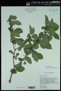 Rhamnus cathartica image