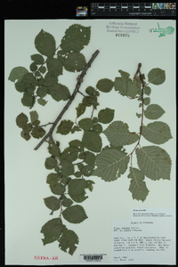 Ulmus procera image