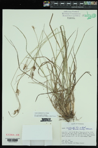 Carex complanata image