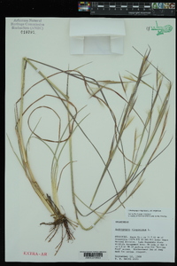 Andropogon virginicus var. virginicus image