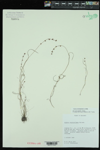 Scleria verticillata image