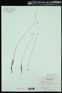 Utricularia striata image