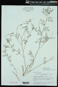 Indigofera miniata image