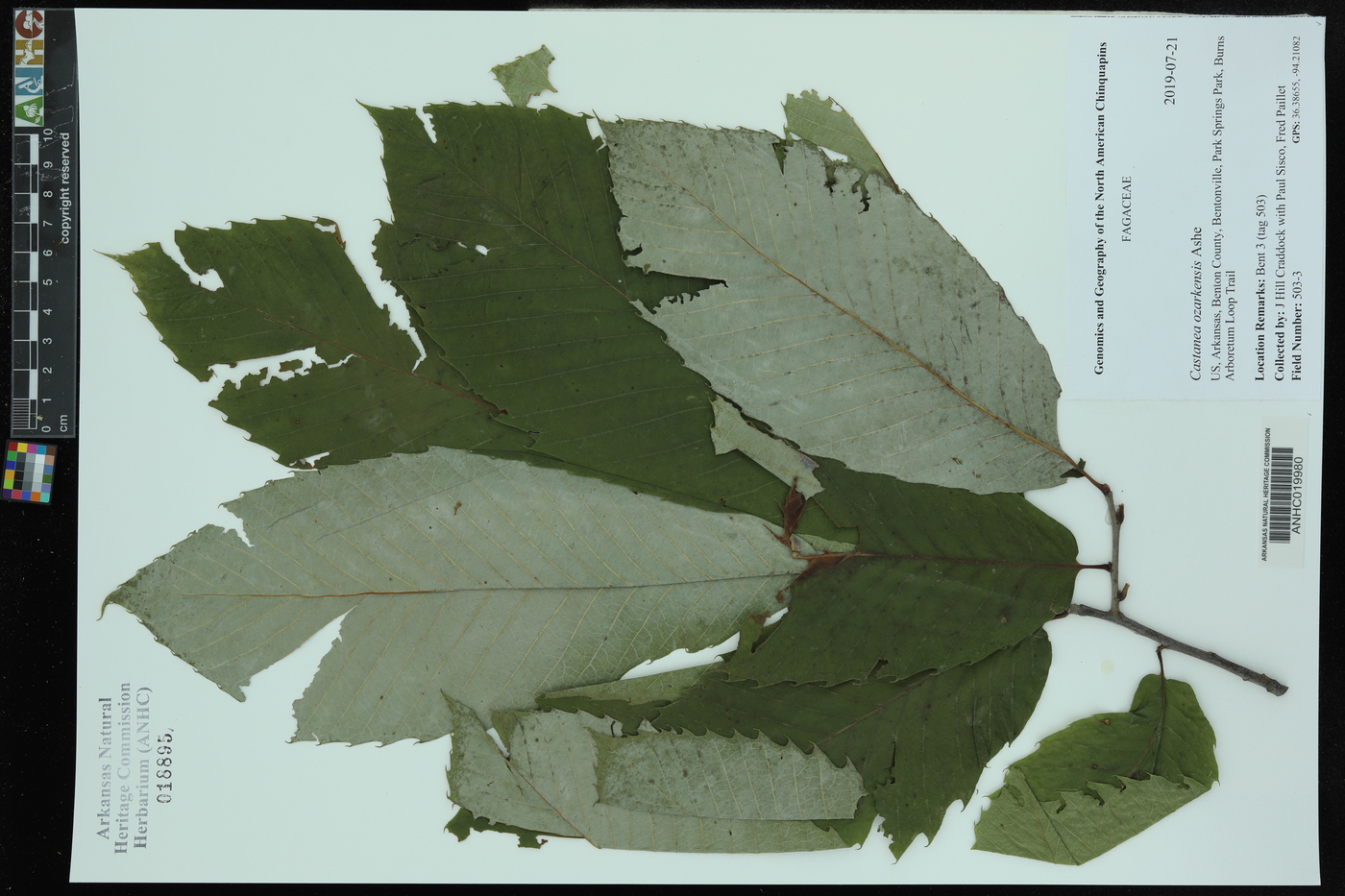 Castanea ozarkensis image