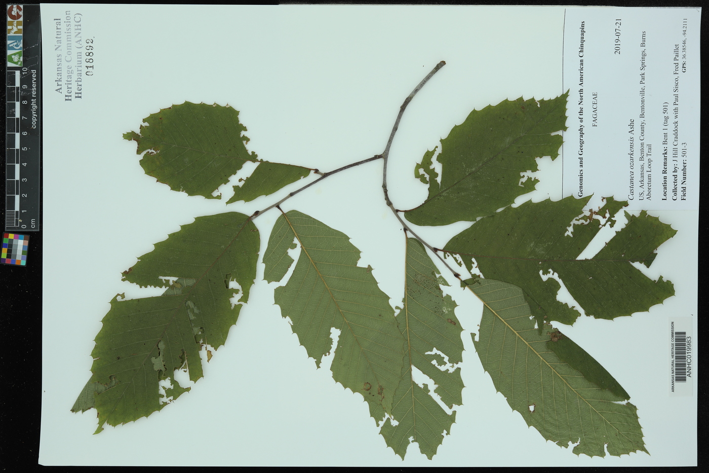 Castanea ozarkensis image