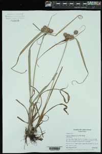 Cyperus echinatus image