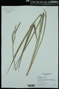 Paspalum floridanum image