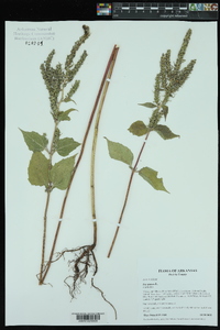 Iva annua image