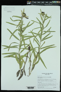 Liatris compacta image