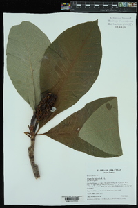 Magnolia tripetala image