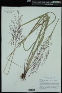 Tridens flavus var. chapmanii image