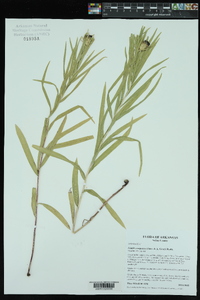 Liatris compacta image