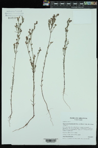 Hypericum drummondii image