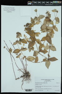 Pycnanthemum muticum image