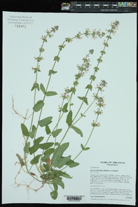 Stachys floridana image