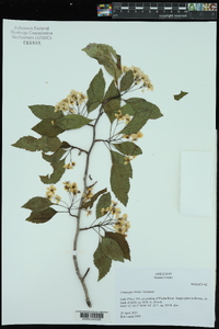 Crataegus viridis image