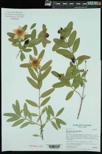 Hypericum frondosum image