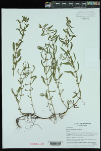 Rotala ramosior image