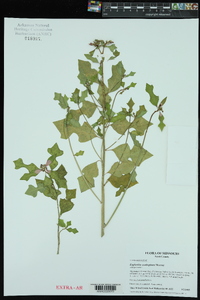 Euphorbia cyathophora image