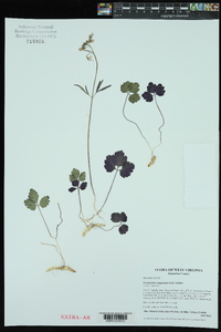 Cardamine angustata image