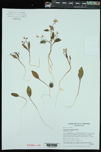 Claytonia caroliniana image