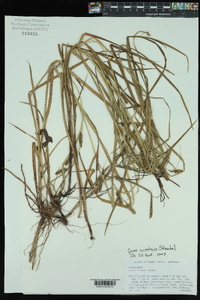 Carex aureolensis image